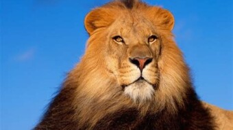 I AM A LION