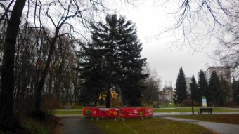 In the weather unchanged, gray and lack of sun - My Actifit Report Card: December 11 2024