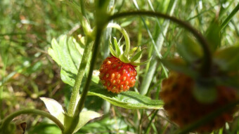 Do you know that strawberry does not occur naturally in nature?