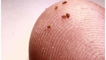 Mustard Seed Change