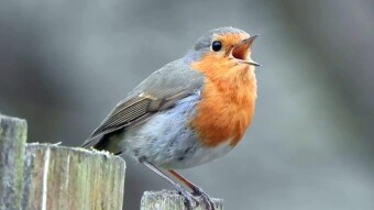 European Robin - the personification of grace, delicacy, a singer and a killer in one.