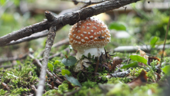 Amanita under a twig