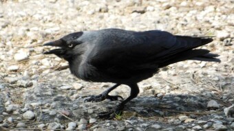 Jackdaws build nests, and sometimes come to feed with building material in their beaks