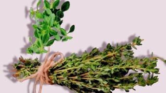 Thyme Herb Health Benefits and Growing Instructions