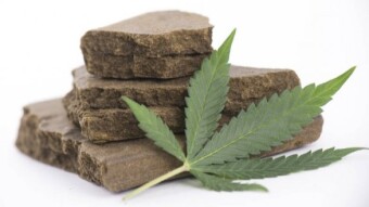 CannaBasics #4: What are Cannabis Concentrates?