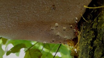 Tree teary mushroom - Shaggy bracket (Inonotus hispidus)