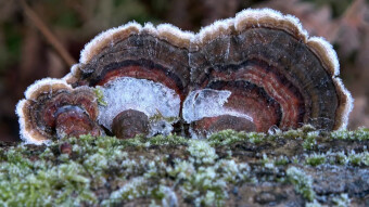 Turkey tail - a very popular arboreal mushroom with health properties