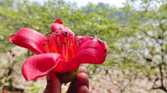 Shimul flower photography and videography.