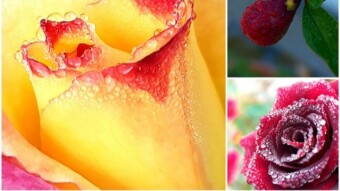 WATER DROPS Photography.