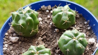 Cactus ID: Gymnocalycium marsonerii