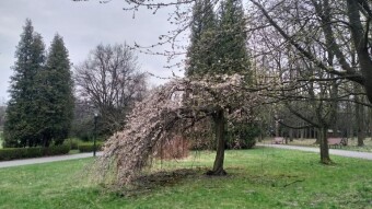 Saturday cloudy, but rainless and spring-like - My Actifit Report Card: April 11, 2026