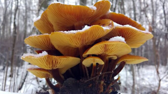 Warmth in a cold forest - Winter Flame, edible winter mushrooms - Flammulina velutipes