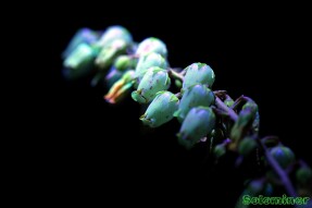 Full Spectrum Long Exposure Ultraviolet Fluorescence Photography #11: Mountain Fire Pieris