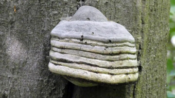 Tinder fungus, bizarre forms of medicinal arboreal fungus