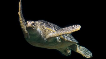 Endangered animals: Green Turtle