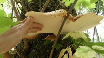 I didn't expect this in August - dryad's saddle - resurrection