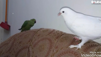Romantick momment of parrot and pigeon.They are doing fun with each others.