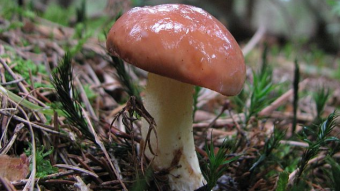 Mushrooms occurring in Europe - Suillus granulatus