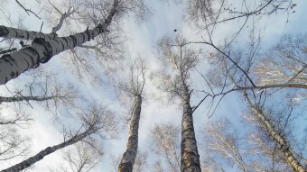 Birches. "I want criticism" by TopContent