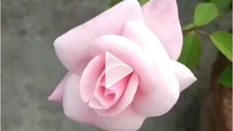 Another VIDEO of my flowers garden in this garden tere have all kind of flowers.