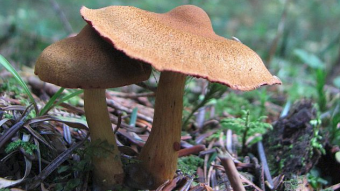 Mushrooms occurring in Europe - Cortinarius semisanguineus