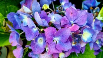 Different flower photography