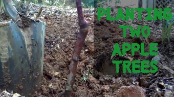 Planting two Apple trees