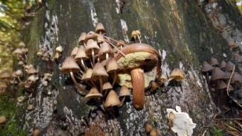 A magical journey through the Jurassic forests. In search of...