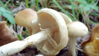 Little known edible mushrooms - Agrocybe praecox