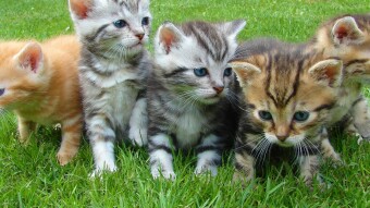 4 Great Cat Things To Do In Japan
