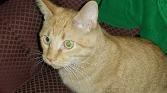 Cat out of control (freewrite)