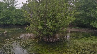 The First Run after Illness | Discovering Fascinating Swamp Trees