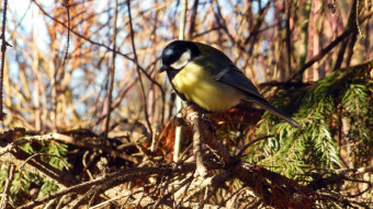 Early spring meeting with tits and more