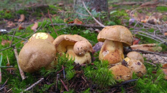 Mountain buttercup - Very rare edible mushroom