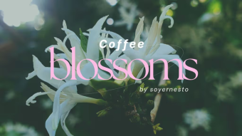 Phone Photography - Coffee blossoms