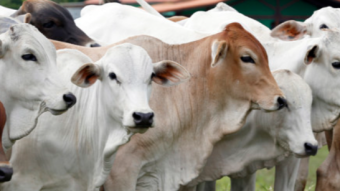 Invest smart - Protect yourself from herding behaviour in crypto markets