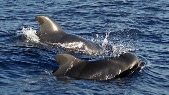 Australia Sees Almost 400 Whale Deaths in Record Stranding