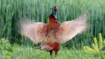 Like an ordinary pheasant, but still extraordinarily beautiful