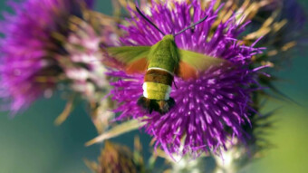 It looks like a hummingbird, but it is one