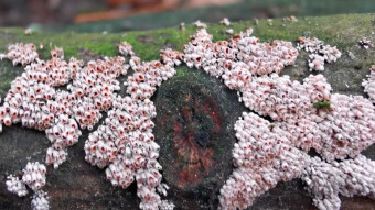 Winter arboreal mushrooms - Phaesolenia densa