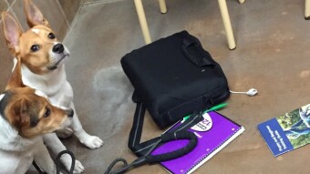 Puppies attending puppy school Week 1