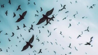 Dando y dando, pajarito volando / Giving and giving, little bird flying