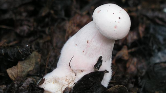 Mushrooms occurring in Europe - Leucopaxillus rhodoleucus