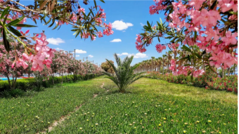 Life Among Pink Oleanders🌸