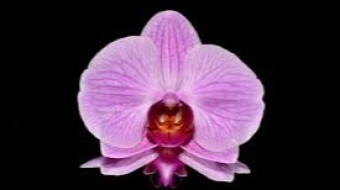 Earn Up To $52 Of Orchid!