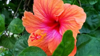 Joba Flower Photography.