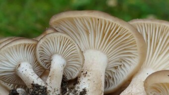 Little known edible mushroom - Fried chicken mushroom