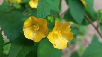 Wild Flower photography.