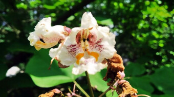 Rare trees in the park, walnut and Catalpa (Surma)
