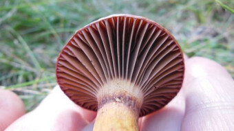 Brown slimecap summer mushroom almost like Suillus luteus